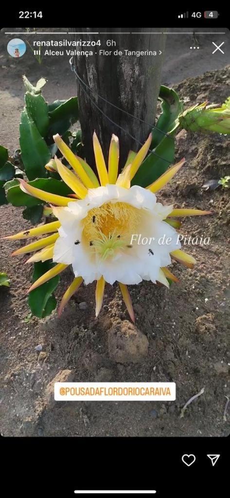 Chalés Flor do Rio Caraíva Exterior foto